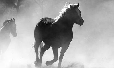 90年属马2023年的运势(90年属马2023年全年运势)