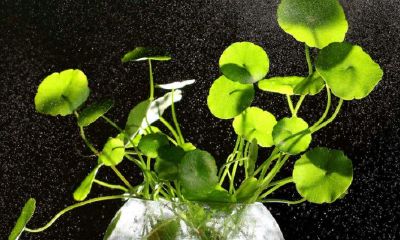 开光的东西可以放在冰箱里吗(开光的东西放在家里好不好)