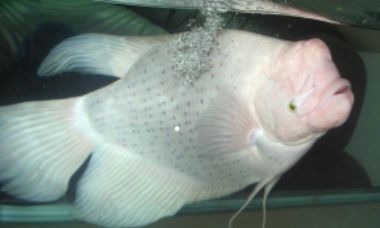 招财鱼和什么鱼养(自己养的招财鱼能吃吗)