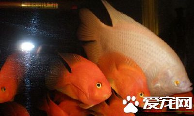 红眼招财鱼和黑眼招财鱼(招财鱼什么颜色眼睛的比较好)