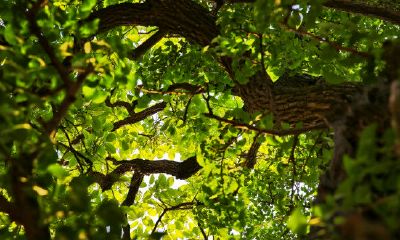 寺庙求子和尚开光(如何请寺庙的师傅开光)