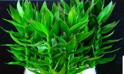 店铺摆放什么植物招财又好养(店铺招财植物怎么摆放)