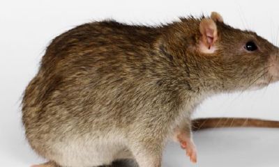 梦见老鼠周公解梦(梦里梦见老鼠是什么预兆)