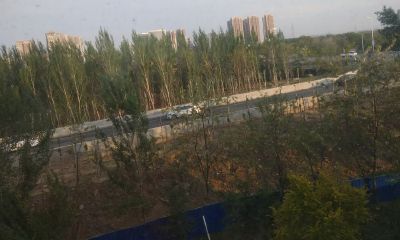 属狗怎么取名带什么好(属狗带金取名大全)