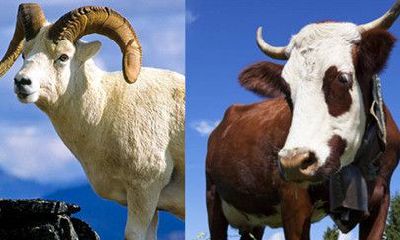 家里属相不合怎么化解(夫妻属相不合的化解方法)