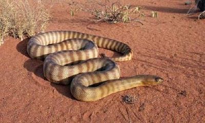 梦见蛇在身上游走是什么预兆(梦见蛇从自己身体里钻出来)