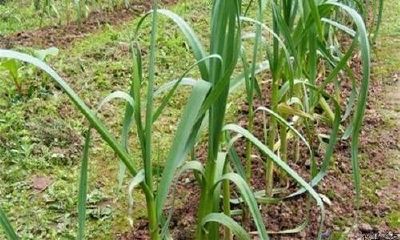 梦见剥蒜苗周公解梦(梦见死去的亲人办葬礼和棺材)