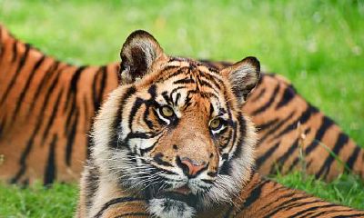 74年属虎女2023年运势运程(2000属龙的人2023年的运势及运程)