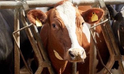 属牛忌用部首(属羊忌配什么属相)