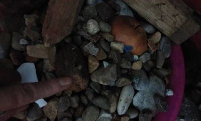 太岁有哪几种和用途(太岁有什么用途)