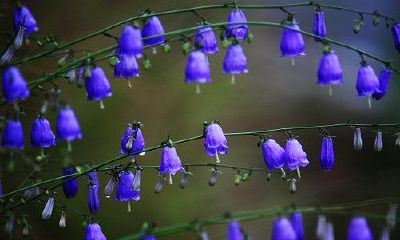 鼻梁上有疤痕的面相命宫(鼻梁有疤痕面相)