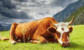 娶属鸡的女人幸福吗(属鸡的女人婚姻好不好)