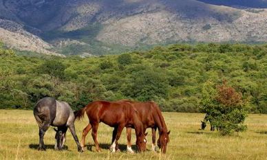 90年属马人一生婚姻(90属马婚姻与命运如何)