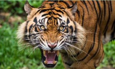 跟虎相冲的动物(狗与什么生肖相冲相克)