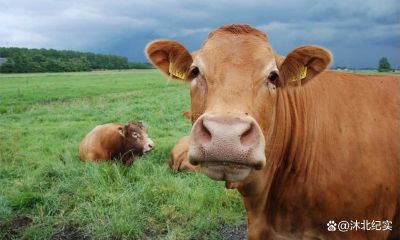 属鸡在兔年运势学业(属鸡的在兔年的运势怎么样呢)