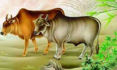 2023年属猪人的婚姻感情(生肖猪的婚姻与命运)