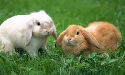 属牛2023桃花运结婚(属牛97年桃花运是哪里)