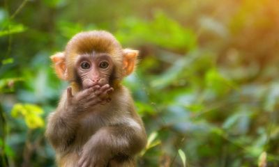 属鸡的女人是凤凰命吗(属鸡的人是什么命)