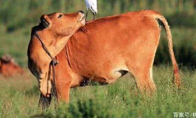 属羊的与属鸡的属相相配吗(属兔和什么属相最配)