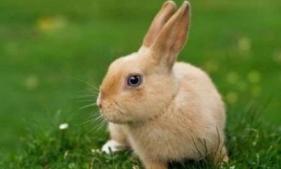 属兔的今年年纪(属兔的年份表)