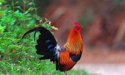 2023年08期看图找生肖图(敏字取名的寓意)