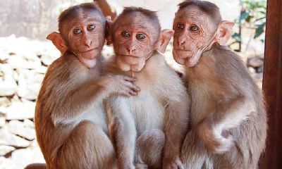 1992属猴的男人感情谈薄吗(1969年属鸡是什么命)