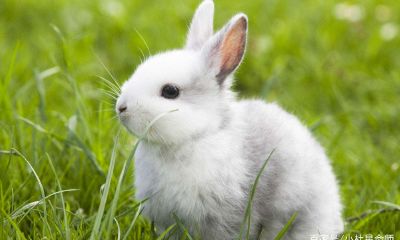 属鸡男对妻子的感情(属鸡男对待婚姻的态度)