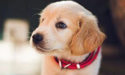 招财运的狗名字公狗(博美取名字带财运的)