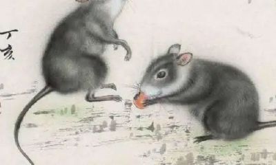 人到36岁属鼠的转折点(属鼠遇到鼠年好不好)