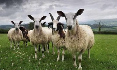 属羊今年多少岁属什么(属羊什么生肖今年几岁)