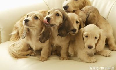 给泰迪起名字大全(泰迪狗怎么起名字大全)