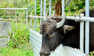 属蛇一生有几次桃花运鼠(属蛇的人什么时候桃花运最旺)