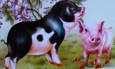 1959属猪年龄查询表(属猪的岁数表)