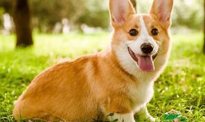 属狗的是哪一年的是几年(属狗的人都是哪一年出生的)