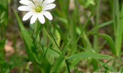 射手座最美的花(射手座的永久幸运花)