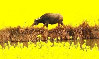 属牛今年运气财气怎么样(属牛几月命苦)