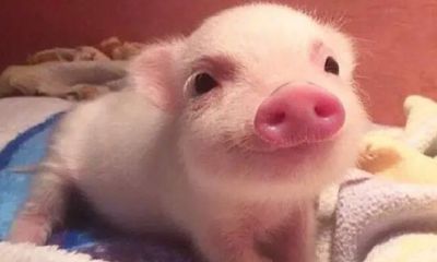 2023年属猪的今年多少岁(2023年属猪年龄对照表)