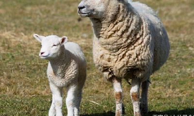 哪种生肖一生大富大贵(属牛人将迎来天塌大事)