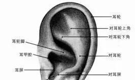 耳朵有痣的男人面相图解(耳朵痣相图解)