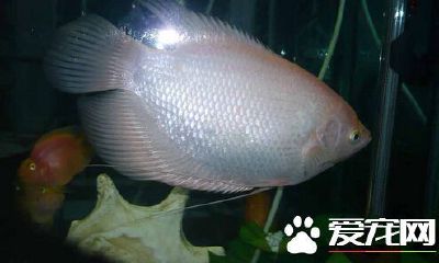 大的招财鱼多少钱一条(20cm招财鱼多少钱一条)