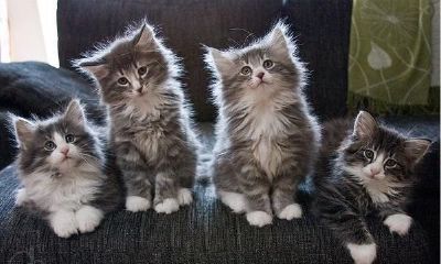 梦见猫下了好多猫崽(周公解梦梦见猫下崽子)