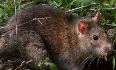 梦见一大群老鼠从墙里往外跑(梦见好大一只巨大老鼠)