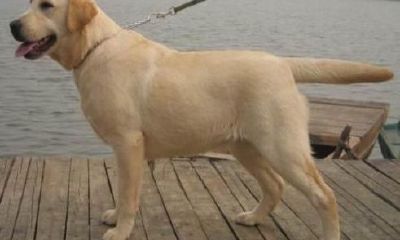 黑色拉布拉多起名(处女座怎么追射手座)