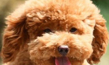 宠物起名旺主人(狗起名招财风水好的名字)