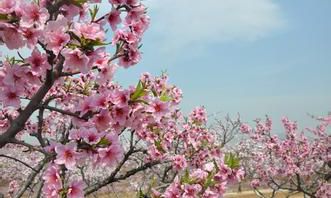 每日桃花运势(今日每日每月星座运势)