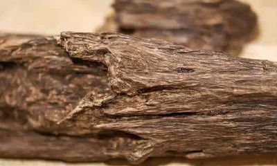 五行养生香的功效(属猪的人命运怎么样)