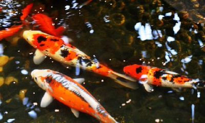 锦鲤养1条招财(办公室养锦鲤几条招财)