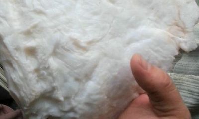 最近发现的太岁在哪里(太岁分布在中国哪里)