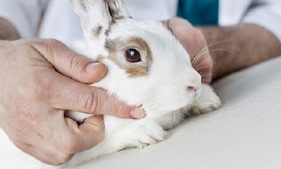 梦见两只小白兔周公解梦(砂锅店起名字)