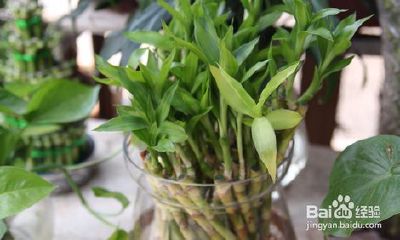 屋里摆什么花招财挡灾(室内养什么花招财)